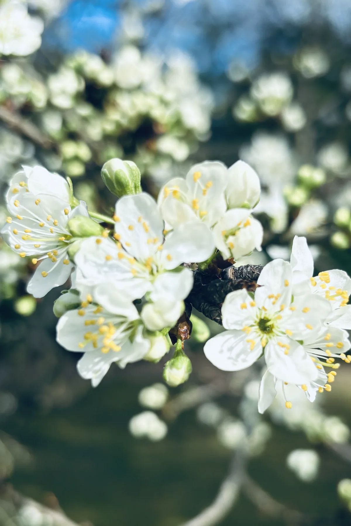 Mirabellier en fleurs au printemps : floraison, entretien et conseils au jardin