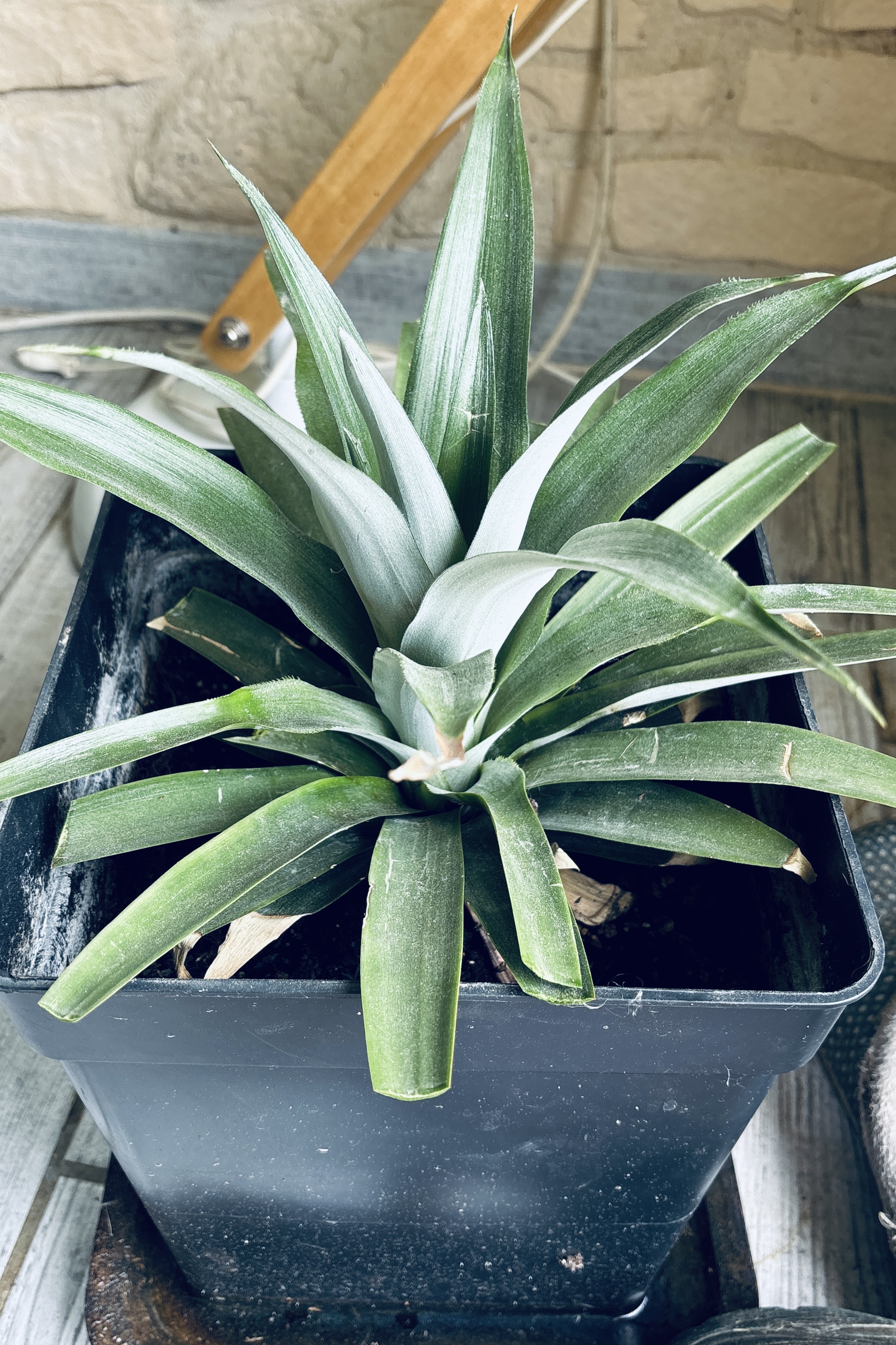 Comment faire pousser un ananas chez soi à partir d'une tête — mon expérience