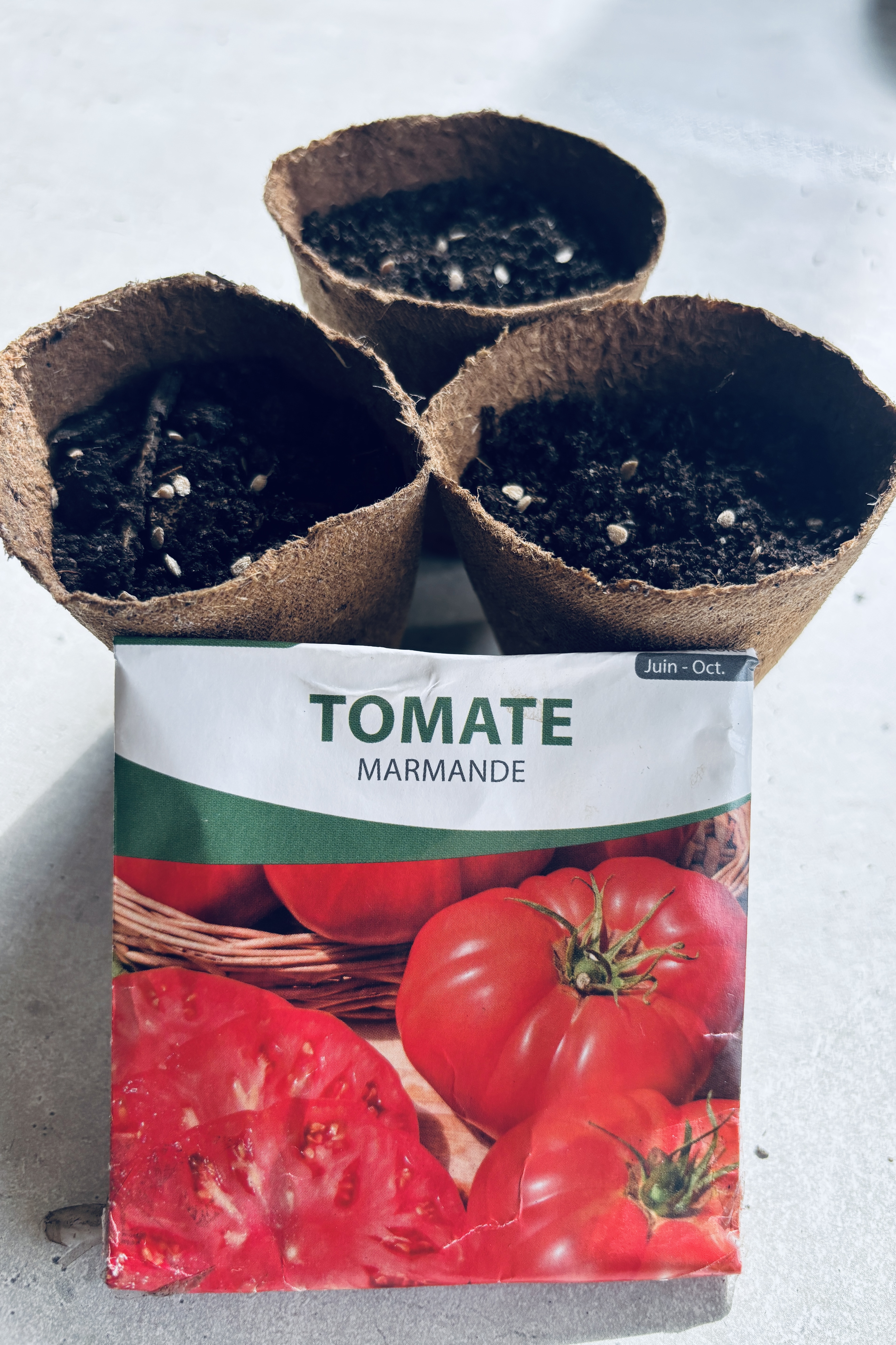 Comment faire ses premiers semis de Tomates 🍅 - Guide Débutant 