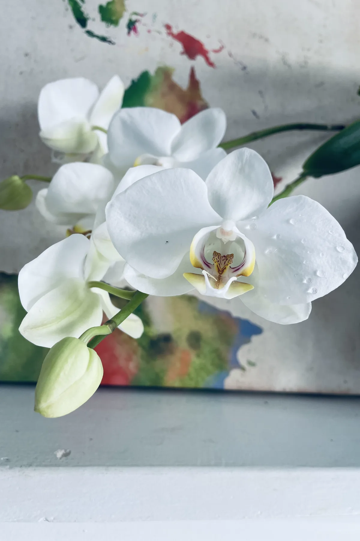 Comment entretenir une orchidée en intérieur : mes conseils pour la faire refleurir