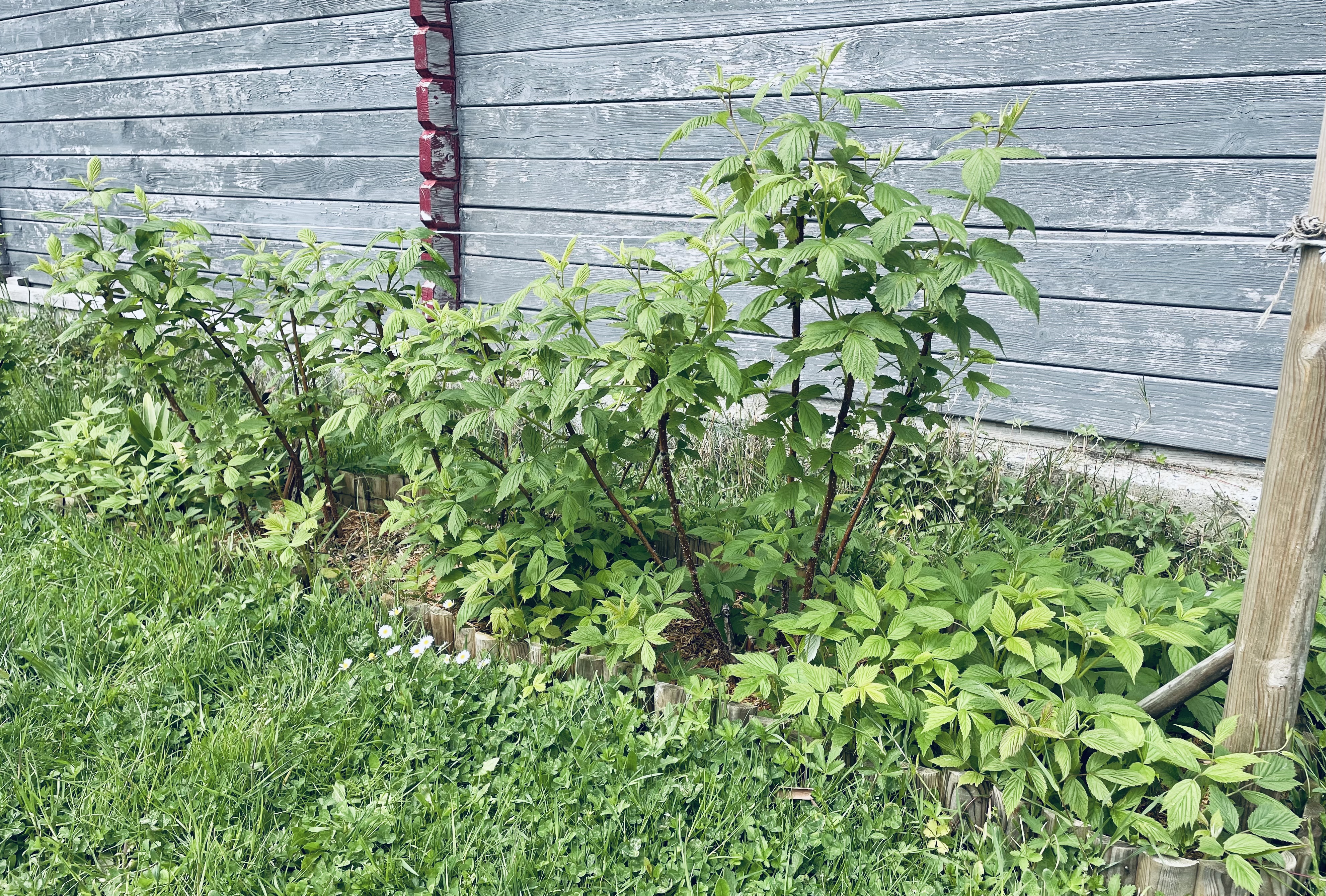 Tailler et entretenir ses framboisiers : tout ce que j’ai appris au fil des saisons